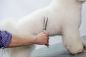 Preview: Aesculap Groomer-Schere gerade, 19cm