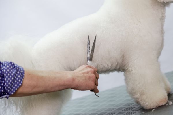 Aesculap Groomer-Schere gerade, 19cm